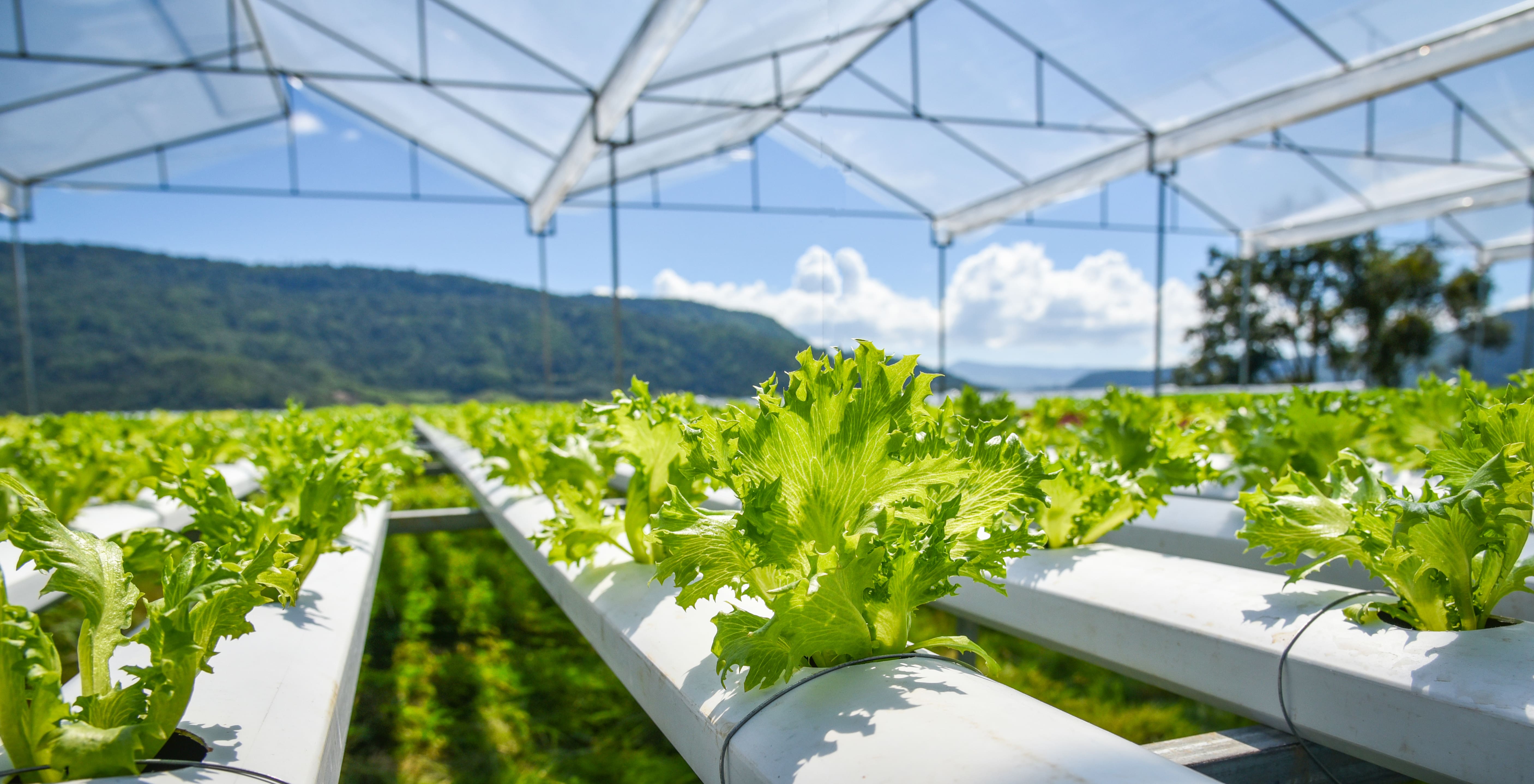 hydroponic farming